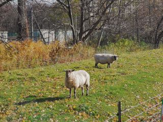 Cover Image for 博士課程で1年過ごした雑感