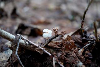 Cover Image for hexoでブロガーになった話