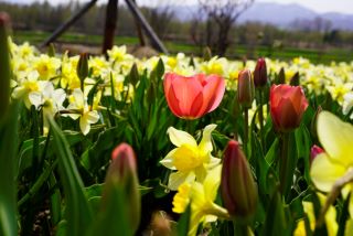 Cover Image for GitHubPagesにClouflareのDNSを設定してみた